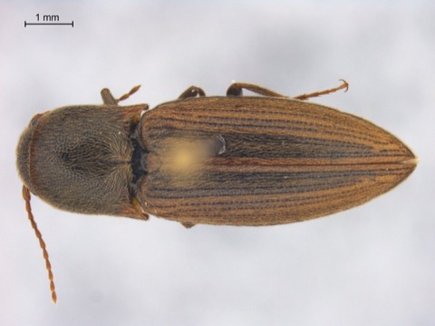 Agriotes lineatus